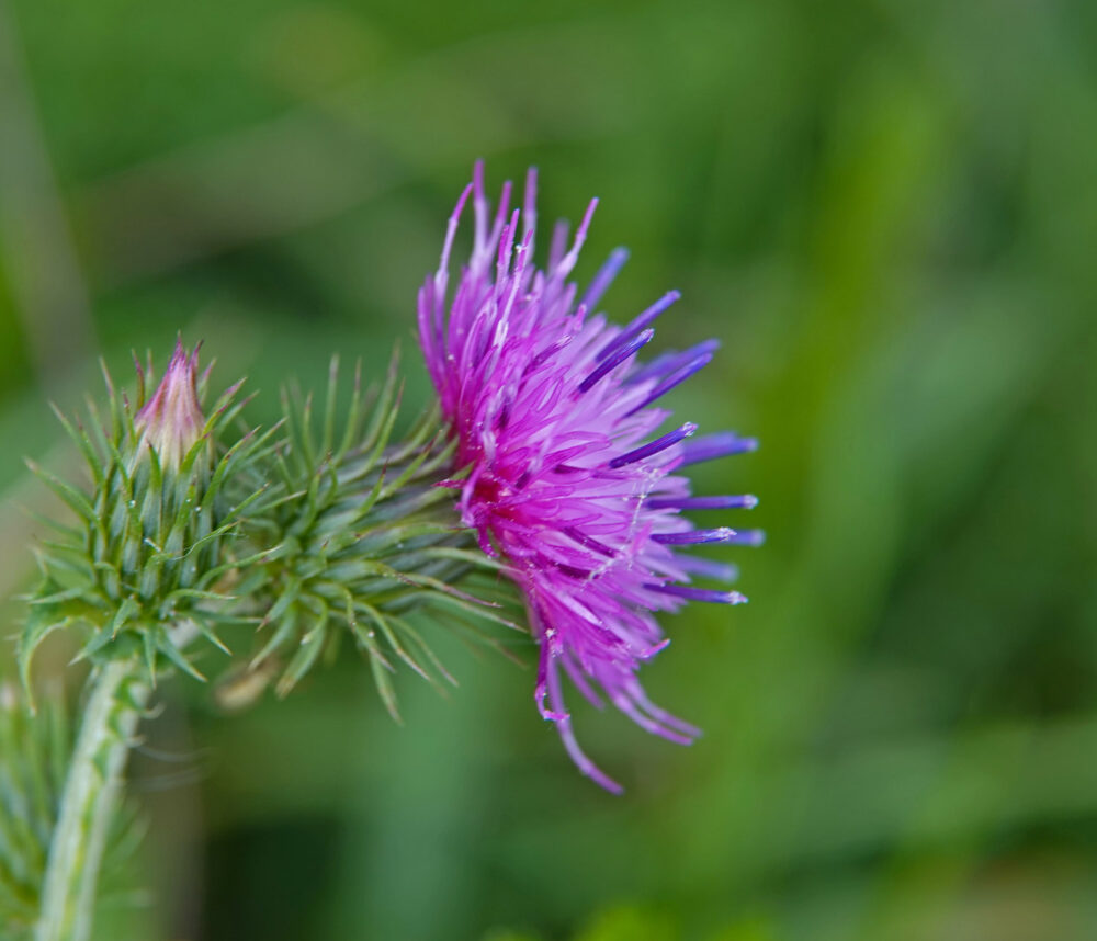 Kruldistel