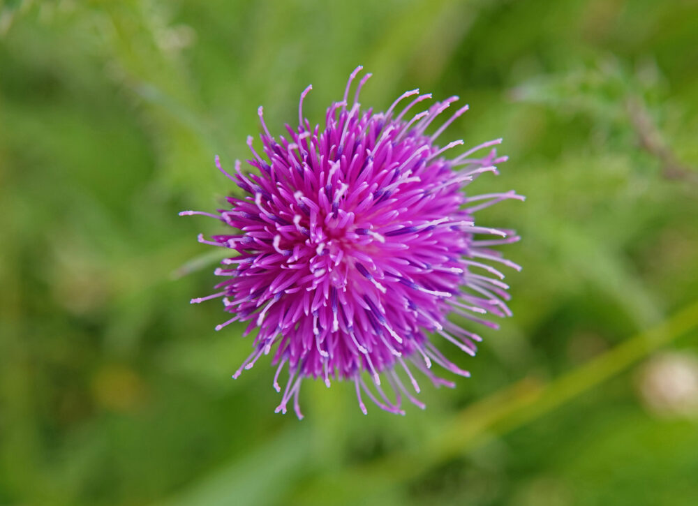 Kruldistel