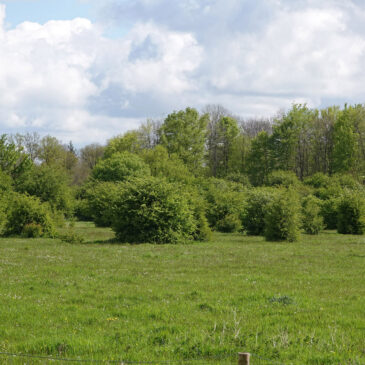 Kuinderbos