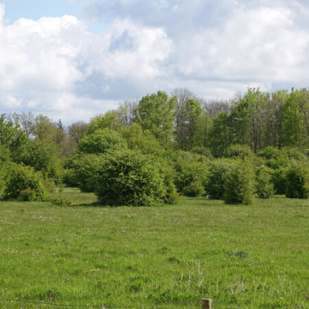 Kuinderbos