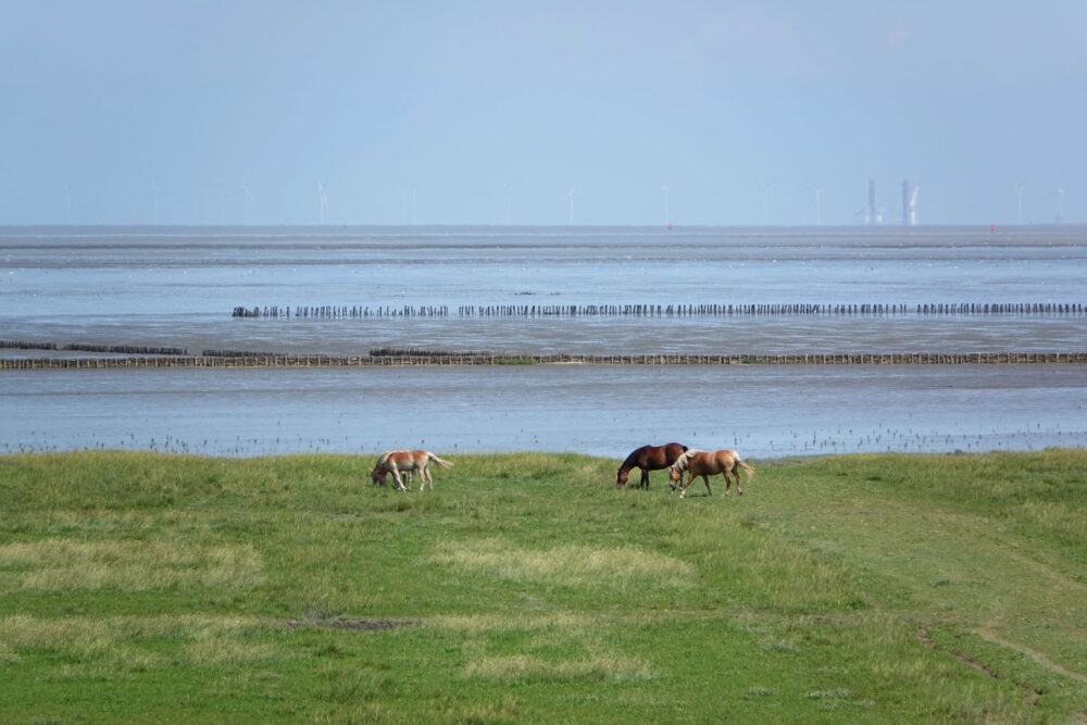 Kwelder Zevenboerenpolder