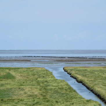 Kwelder Zevenboerenpolder