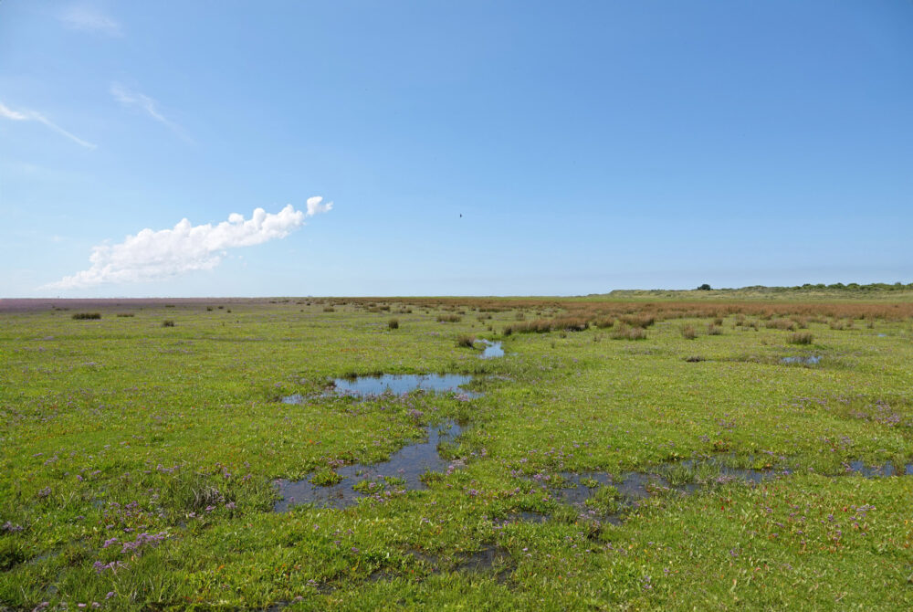 Kwelder op het Rif (Schiermonnikoog)