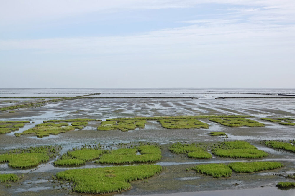 Kwelders Emmapolder in de zomer