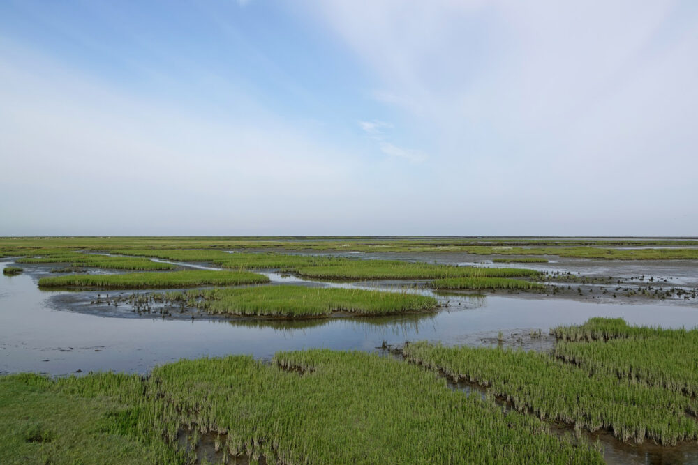 Kwelders Emmapolder in de zomer
