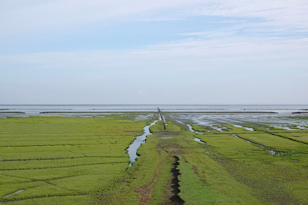 Kwelders Emmapolder in de zomer