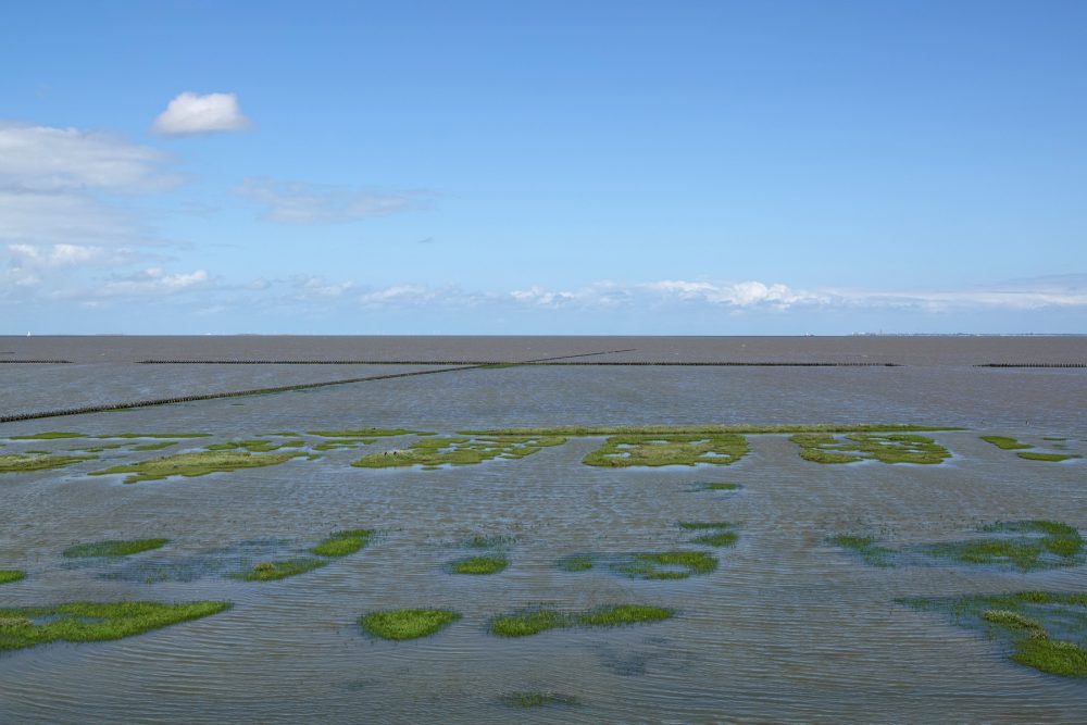 Kwelders Emmapolder in de zomer