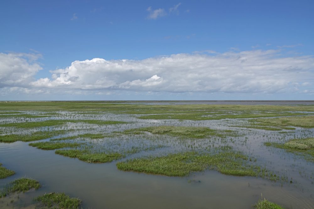 Kwelders Emmapolder in de zomer