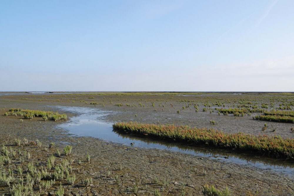 Kwelders Emmapolder in het najaar (Uithuizerwad)