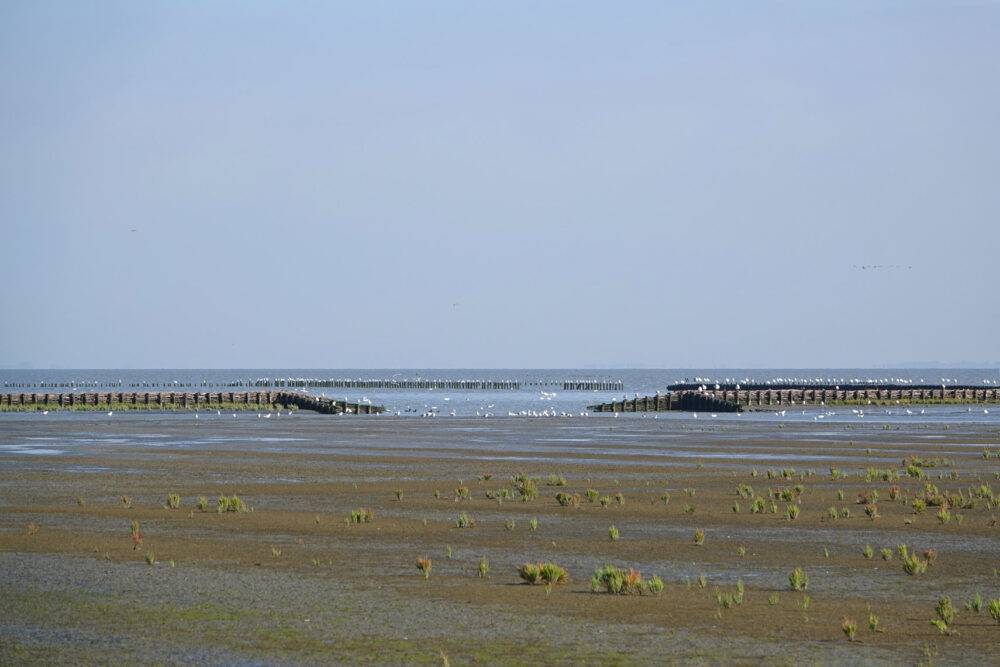 Kwelders Emmapolder in het najaar (Uithuizerwad)