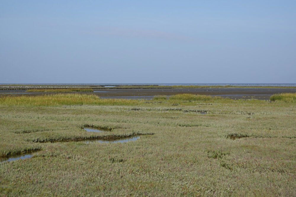 Kwelders Emmapolder in het najaar (Uithuizerwad)