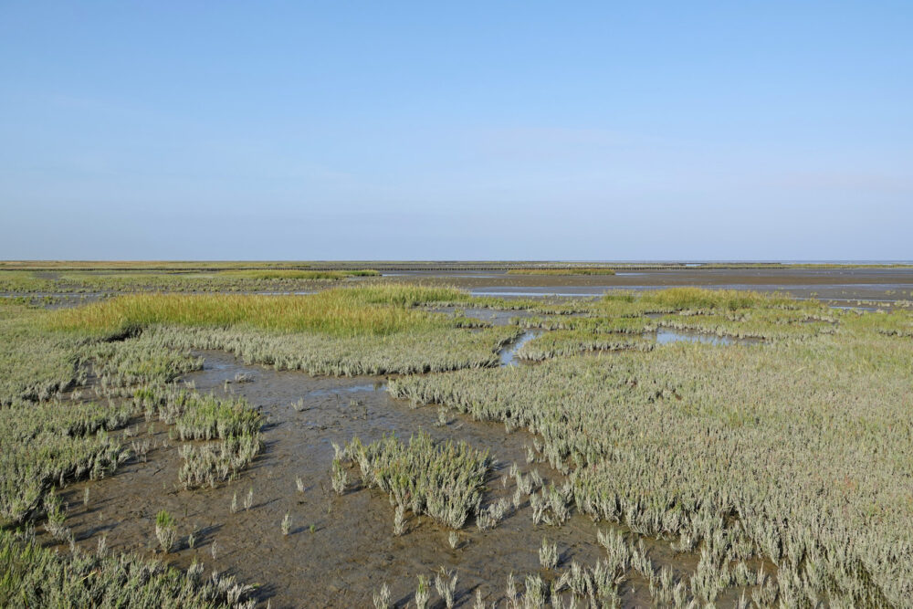 Kwelders Emmapolder in het najaar (Uithuizerwad)