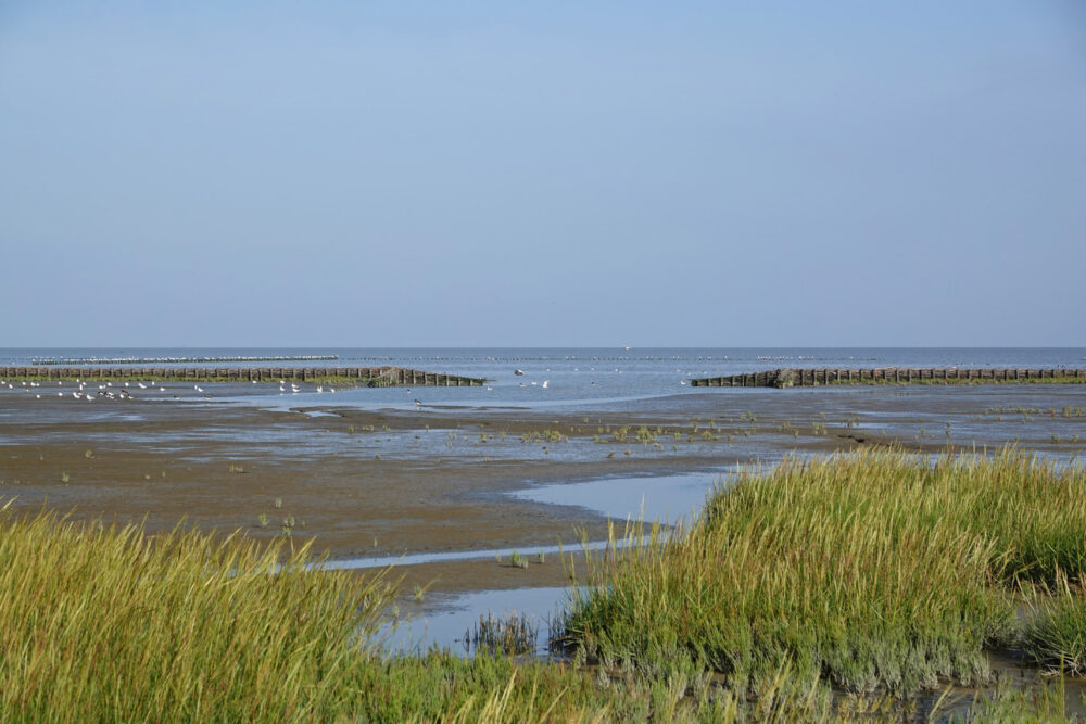 Kwelders Emmapolder in het najaar (Uithuizerwad)