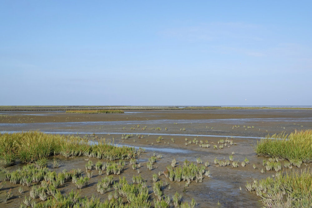 Kwelders Emmapolder in het najaar (Uithuizerwad)