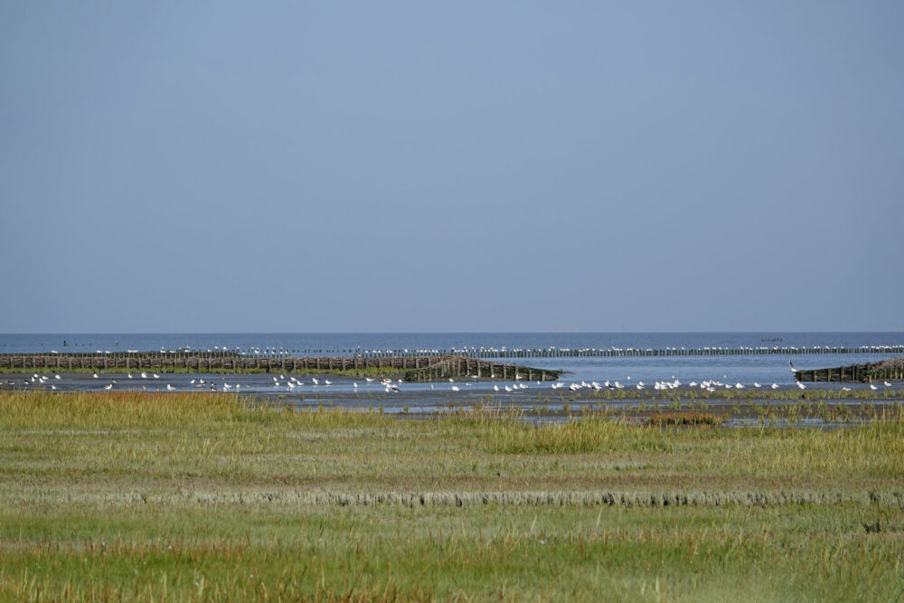 Kwelders Emmapolder in het najaar (Uithuizerwad)