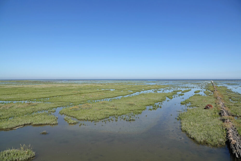 Kwelders Emmapolder