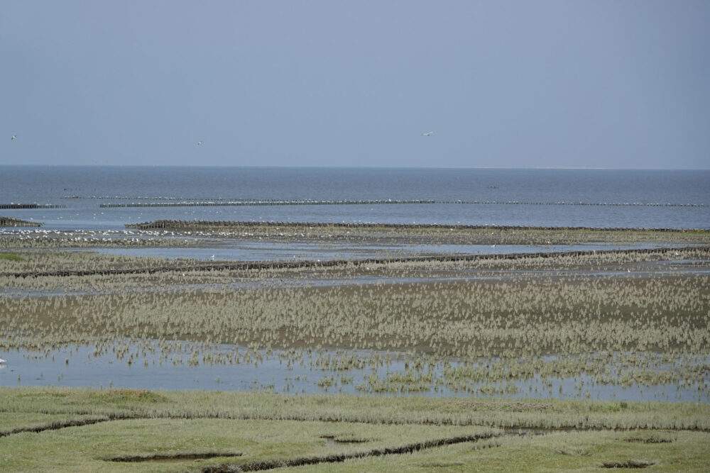 Kwelders Emmapolder