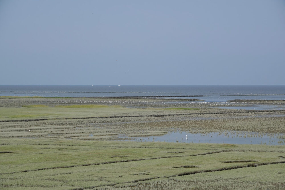 Kwelders Emmapolder