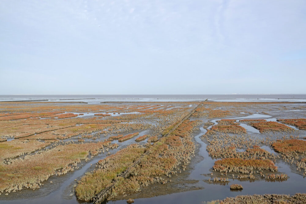 Kwelders Emmapolder