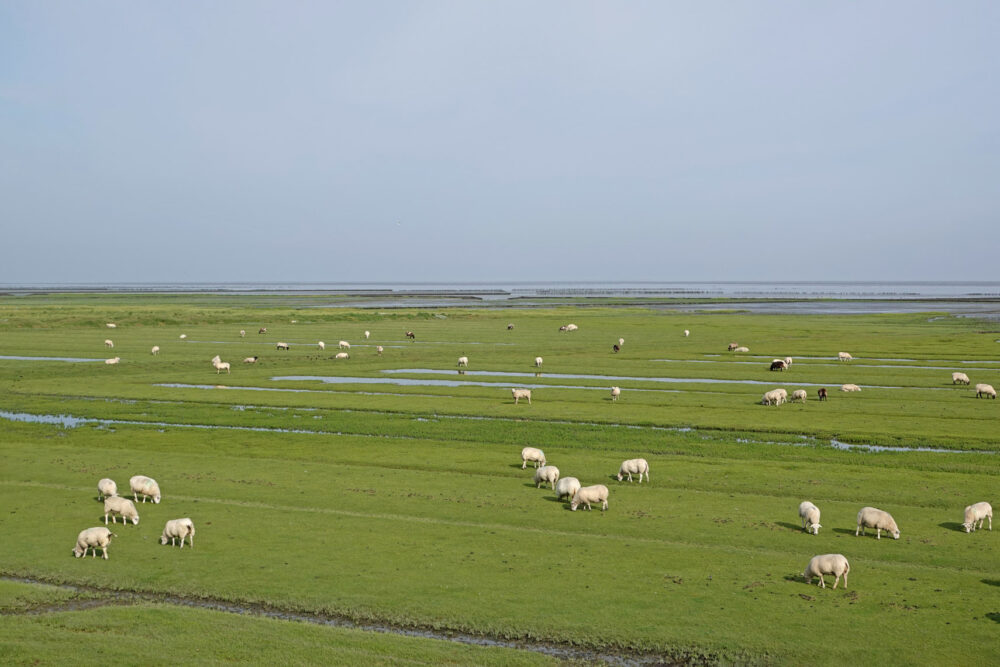 Kwelders Lauwerpolder in de zomer