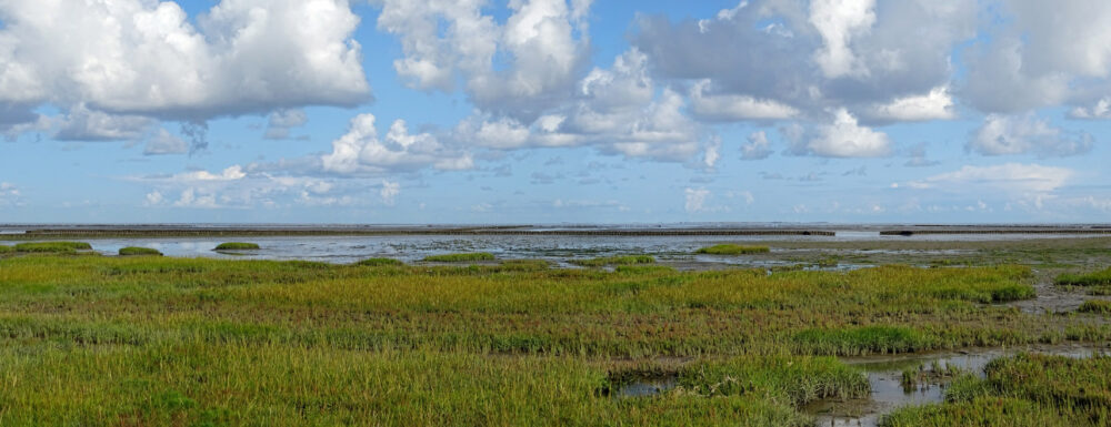 Kwelders Linthorst Homanpolder