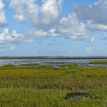 Kwelders Linthorst Homanpolder