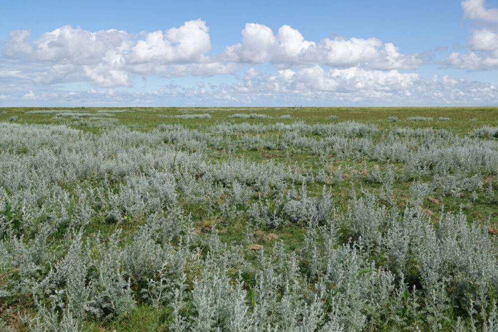 Kwelders Noordpolder