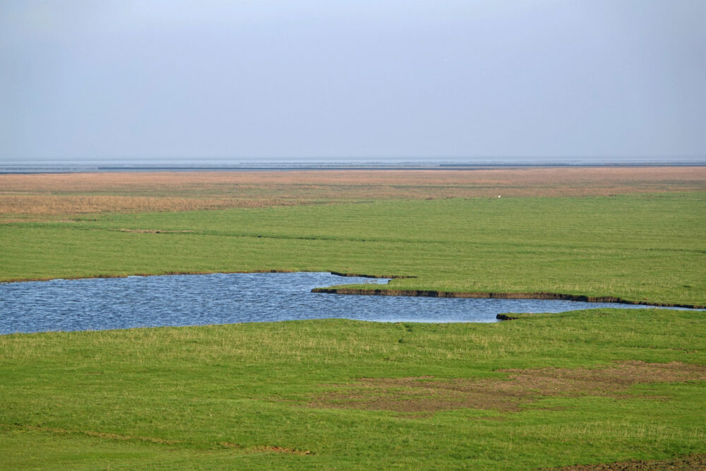 Kwelders Noordpolder