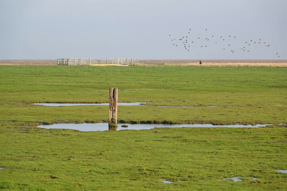 Kwelders Noordpolder