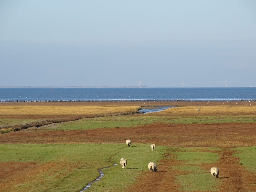 Kwelders Noordpolder