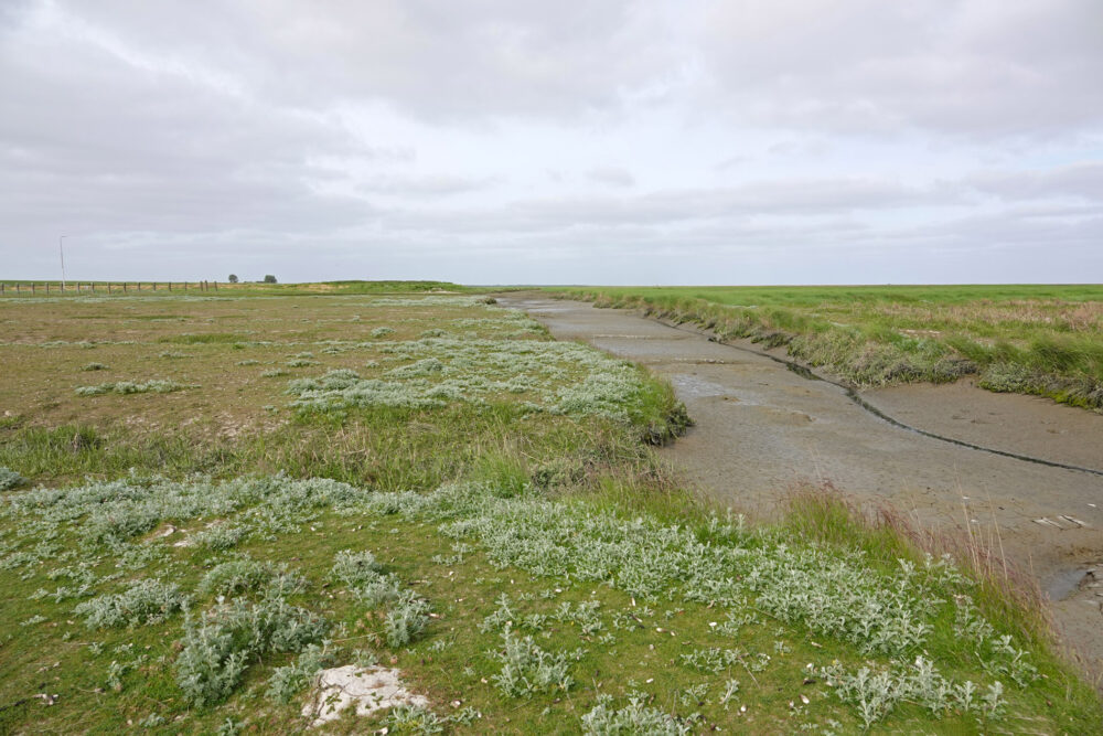 Kwelders Noordpolder met bloeiende zeealsem