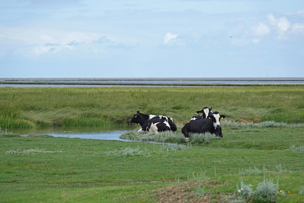 Kwelders Noordpolder