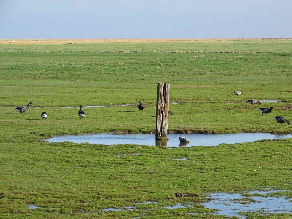 Kwelders Noordpolder