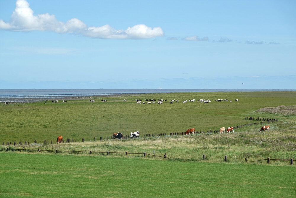 Kwelders en graslanden (Bildtpollen)