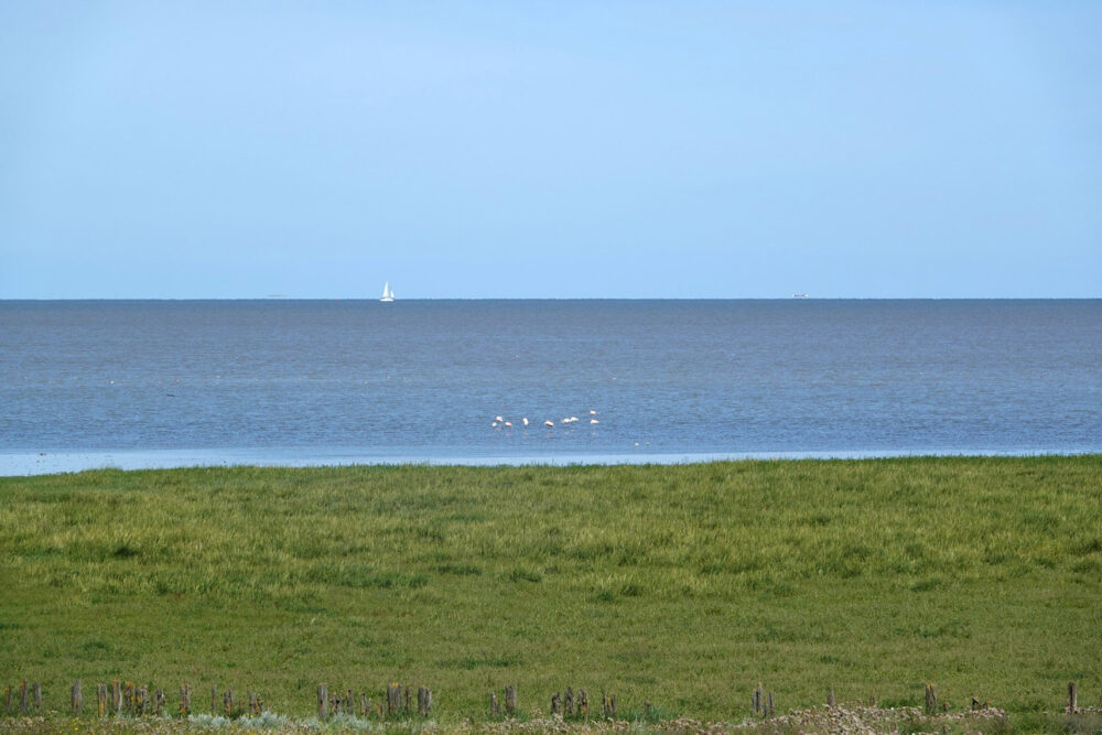 Kwelders en graslanden bij Zwarte Haan (Bildtpollen)