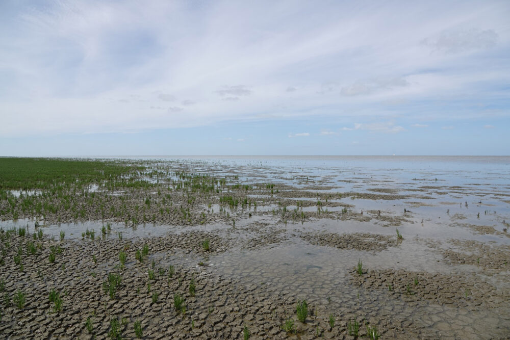 Kwelders en wad Blije en Ferwert Bûtendyks