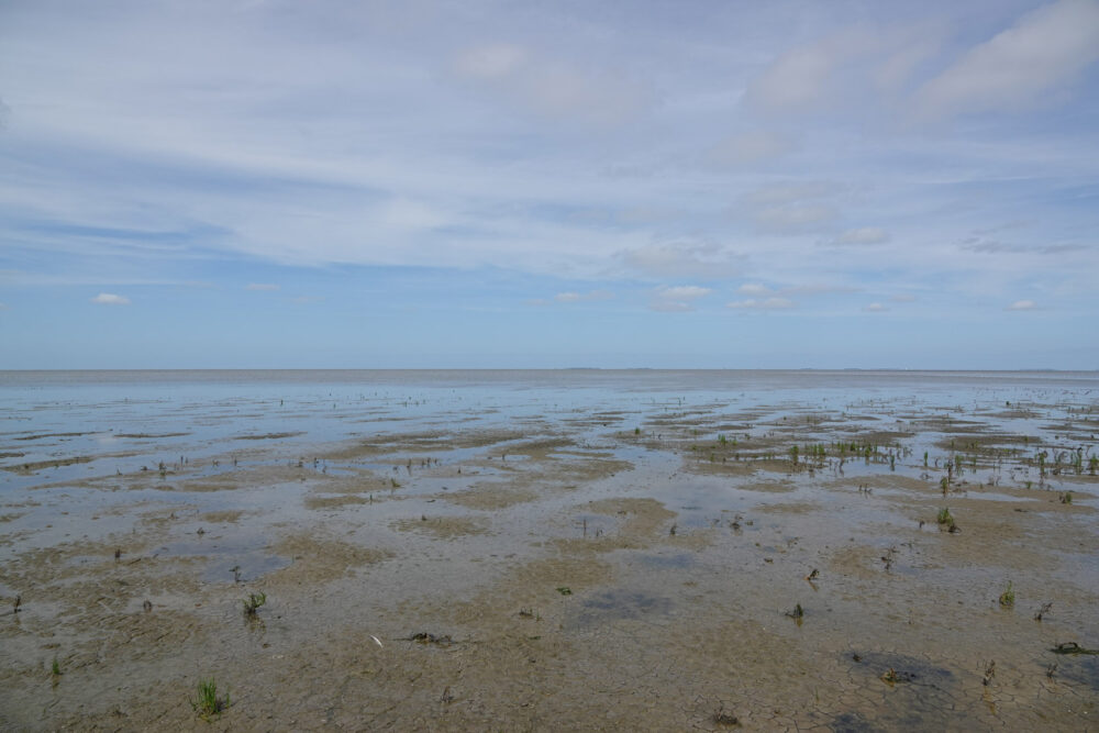 Kwelders en wad Blije en Ferwert Bûtendyks