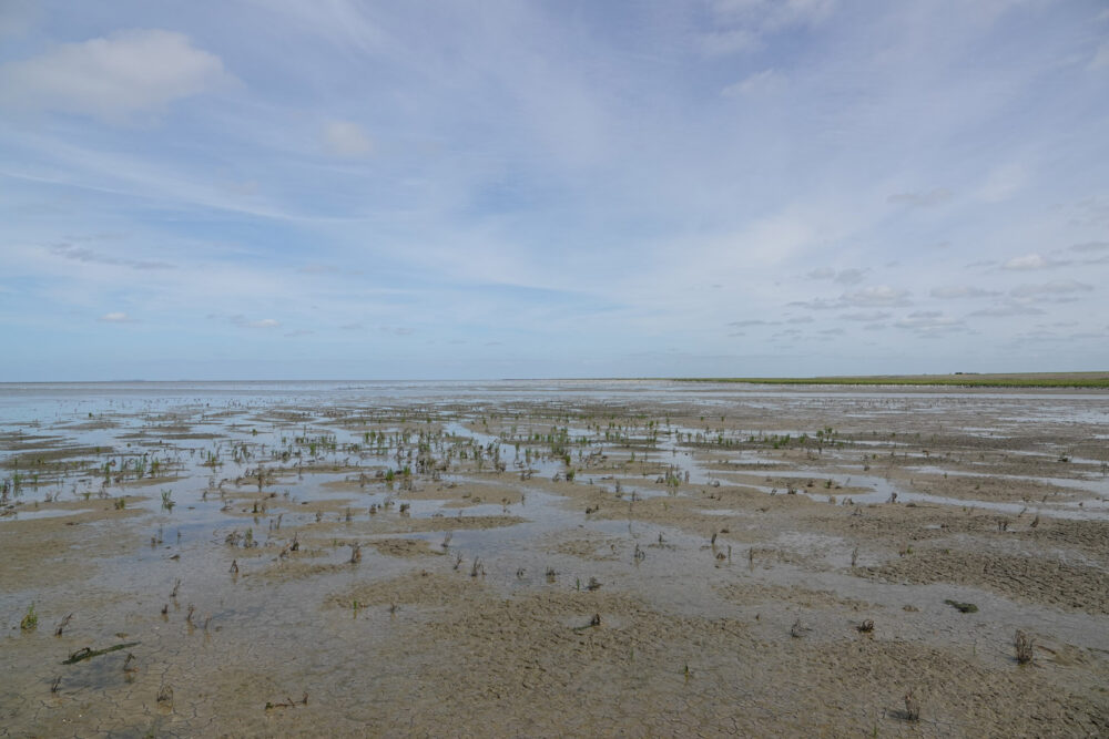 Kwelders en wad Blije en Ferwert Bûtendyks