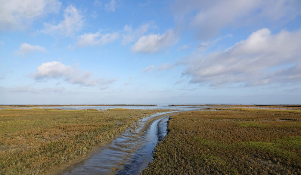 Kwelders en wad Lauwerpolder