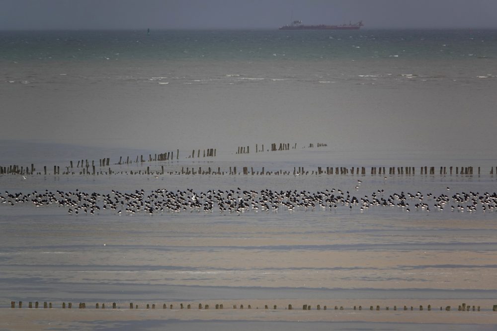 Kwelders langs Groningse kust (Rommelhoek)