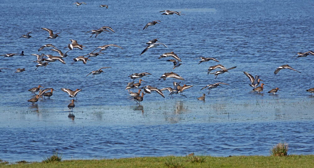 Landende Grutto's in Koningslaagte