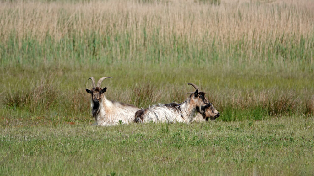 Landgeiten Leinwijk (Zuidlaardermeergebied)