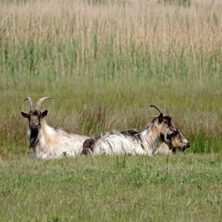 Landgeiten Leinwijk (Zuidlaardermeergebied)
