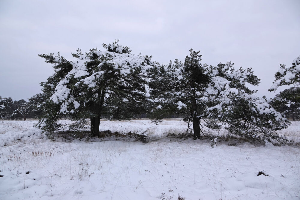 Landgoed Mensinge (Moltmakersstuk)