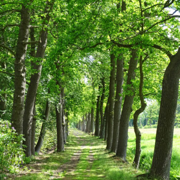 Landgoed Vennebroek