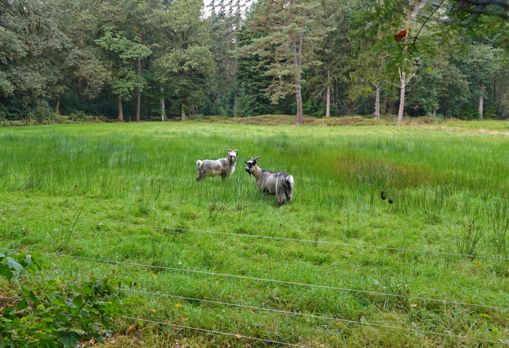 Landgoed Vosbergen