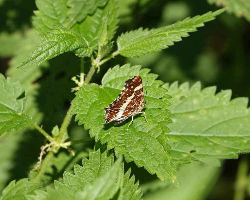 Landkaartje
