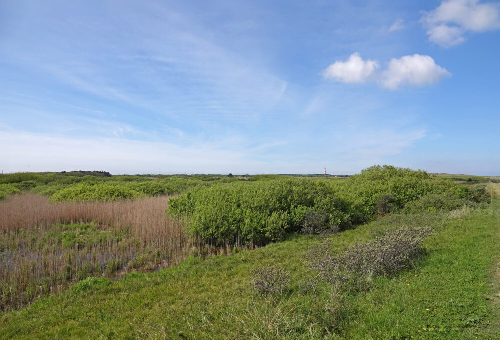 Lange Duinen (Ameland)