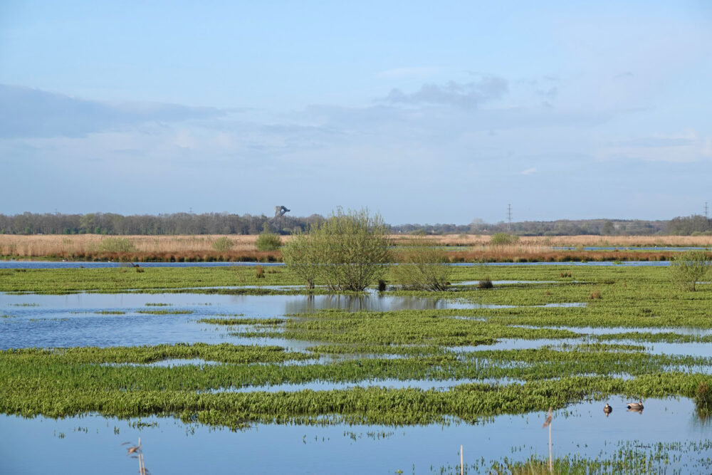 Langs Eelderdiep in het voorjaar (Onlanden)