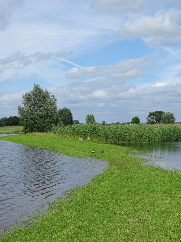 Langs de IJssel bij Hattem (Hoenwaard)